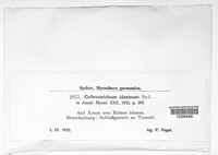 Image of Colletotrichum idaeinum